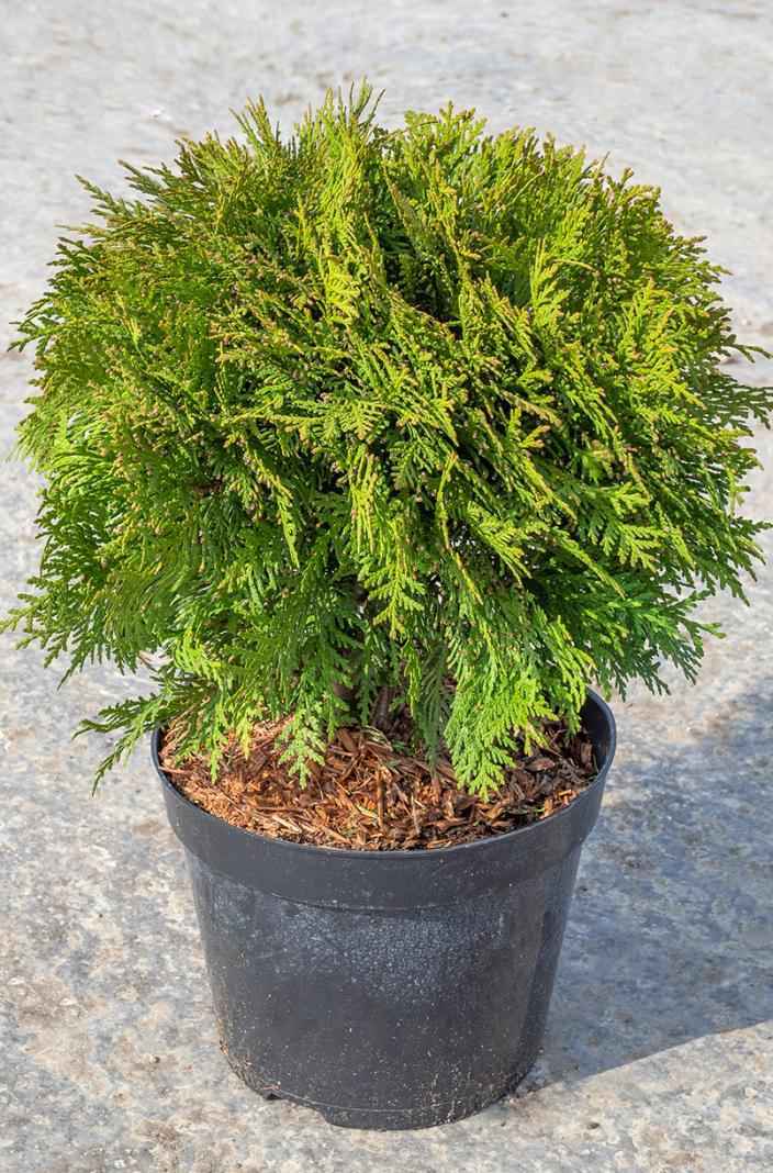 Купить туя западная danica деревья и растения