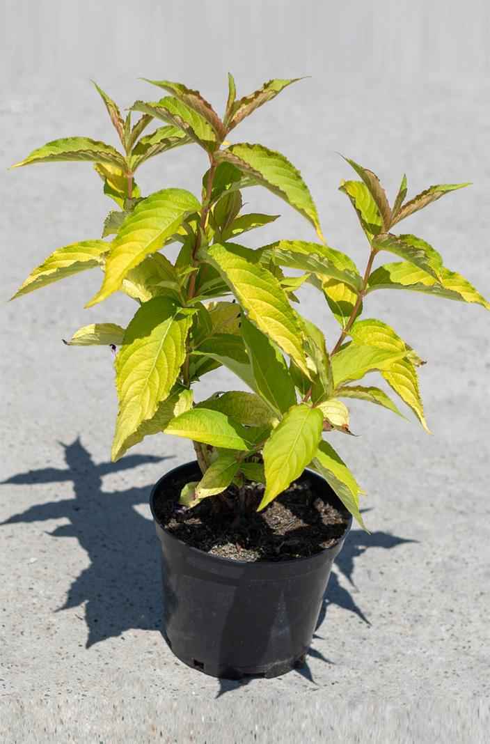 саженцы Вейгела цветущая Aurea