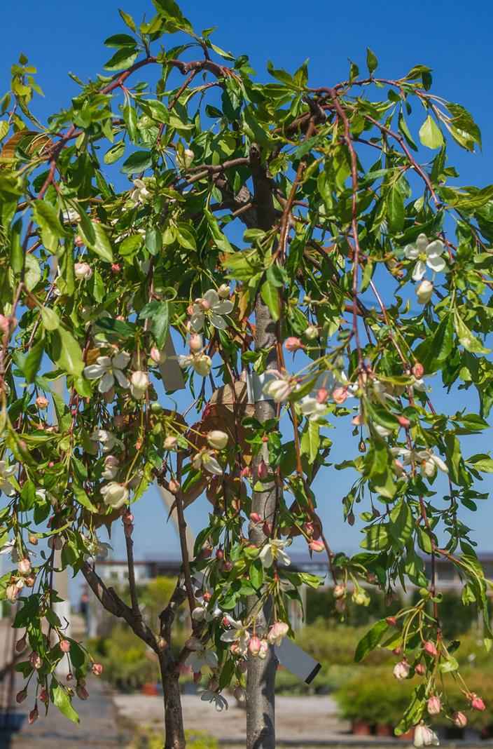 Саженцы яблоня fontana