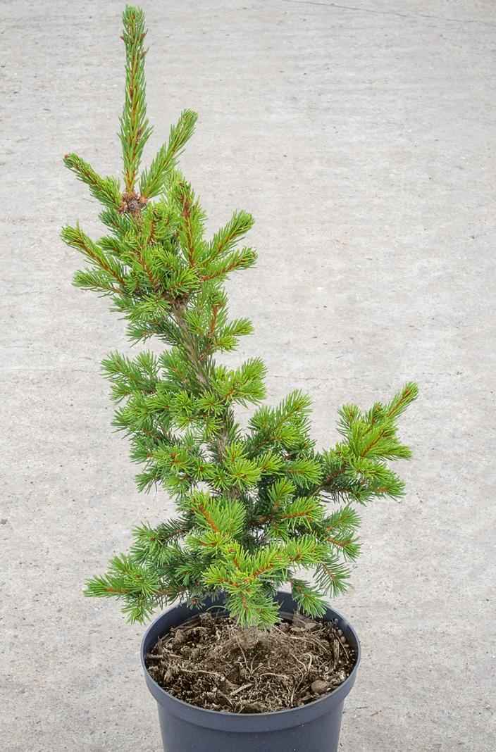 Купить ель обыкновенная lombartsii деревья и растения