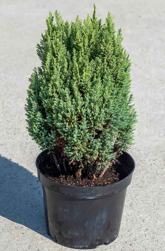 Купить кипарисовик лавсона stewartii деревья и растения