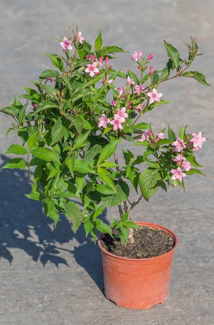 саженцы Вейгела цветущая Pink Princess