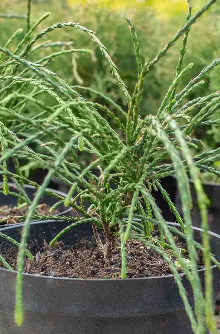 Купить туя складчатая whipcord деревья и растения