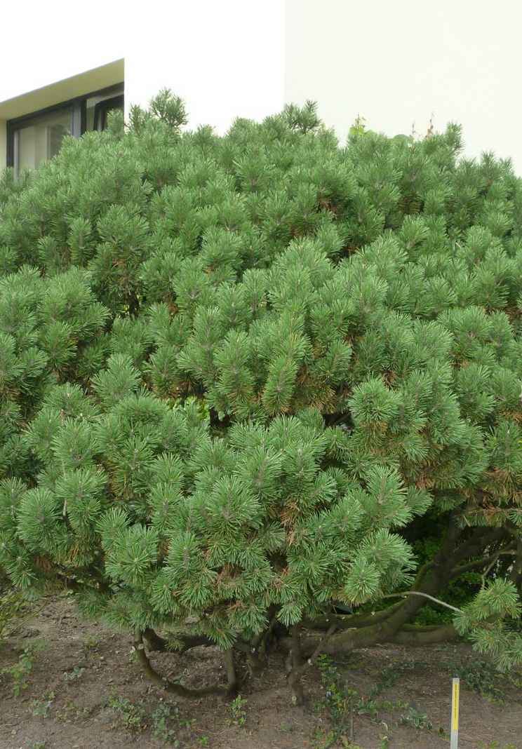 Купить сосна горная mughus деревья и растения