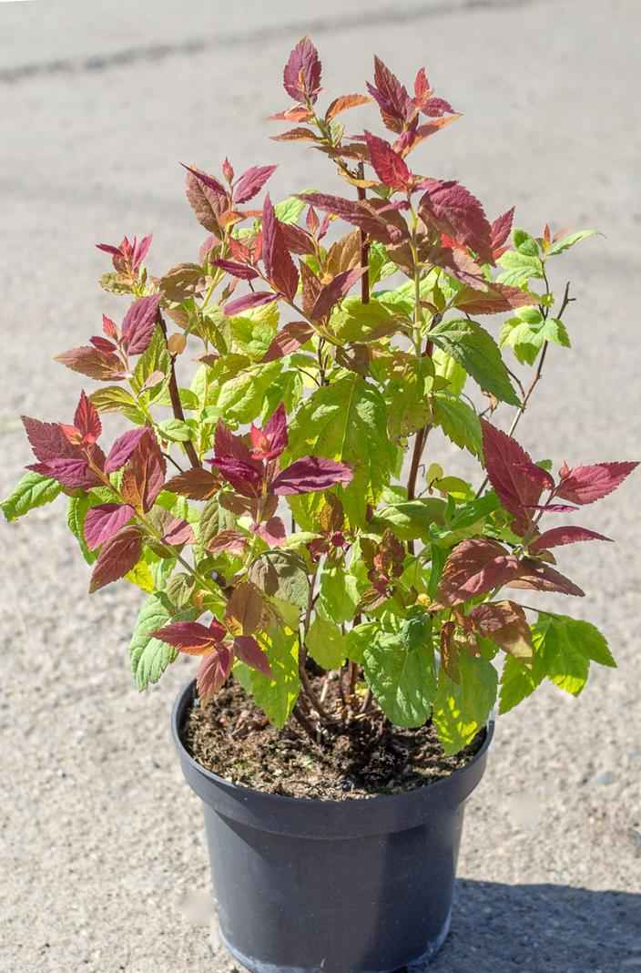 саженцы Спирея японская Macrophylla