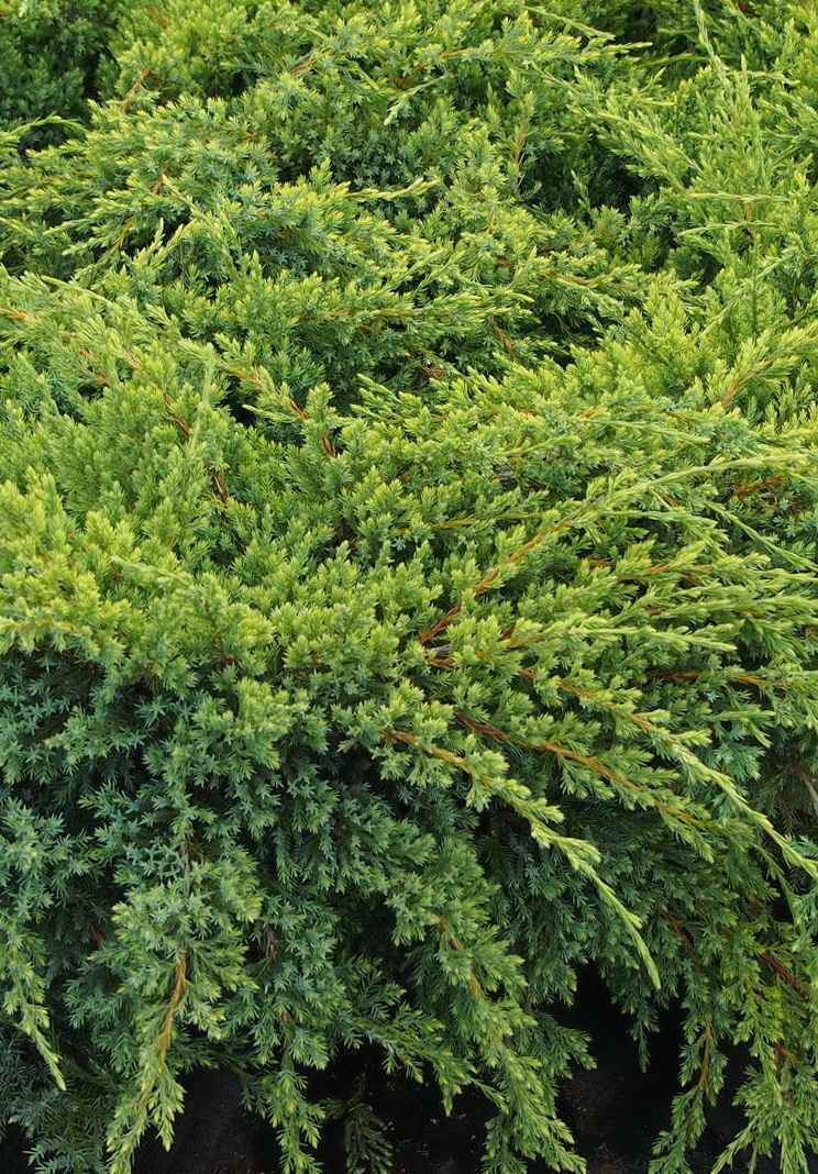 Купить можжевельник чешуйчатый dream joy деревья и растения