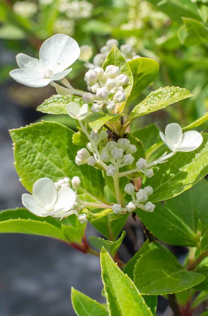 саженцы Гортензия метельчатая Prim White