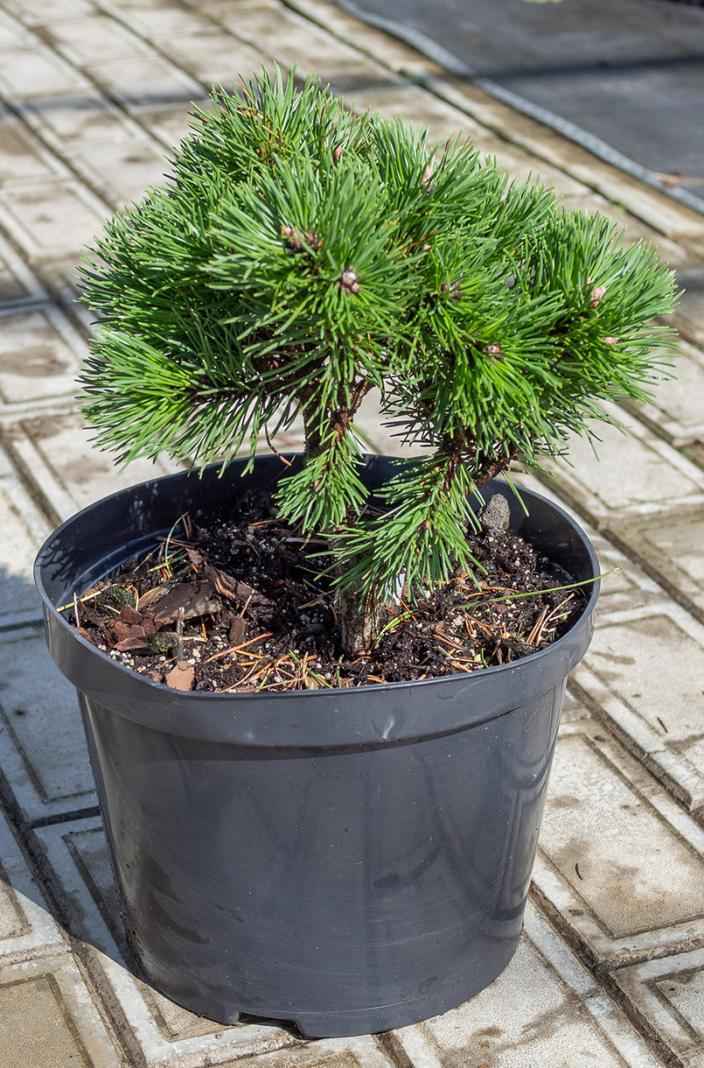 Купить сосна горная ofenpass деревья и растения