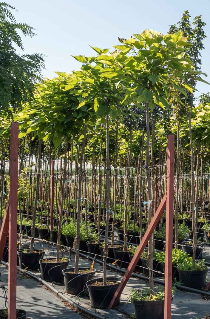 Саженцы катальпа бигнониевидная nana