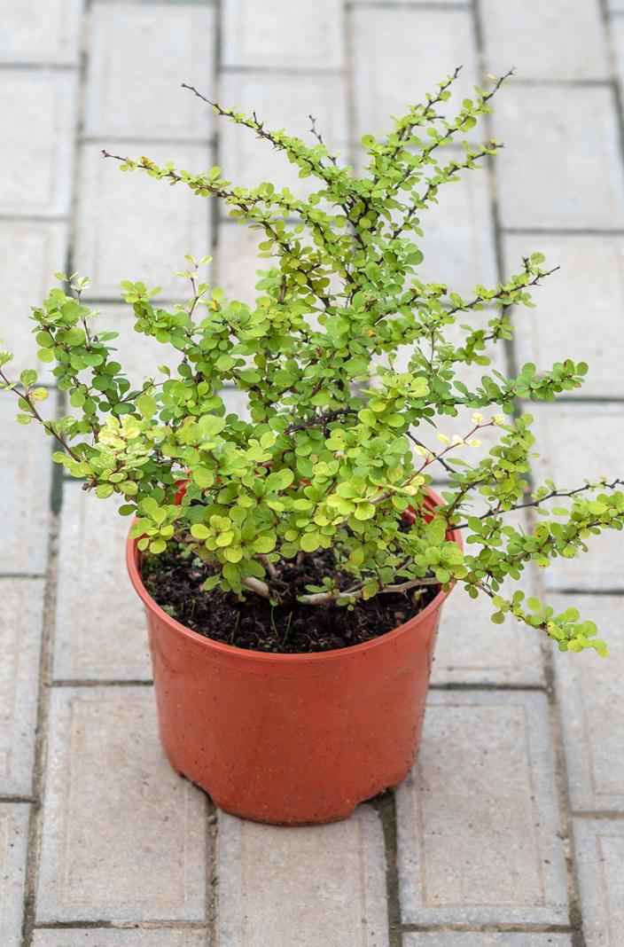 саженцы Барбарис Тунберга Silver Beauty