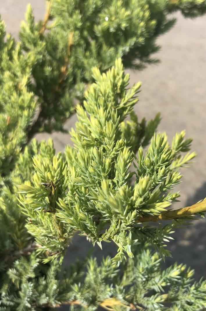 Купить можжевельник чешуйчатый holger деревья и растения