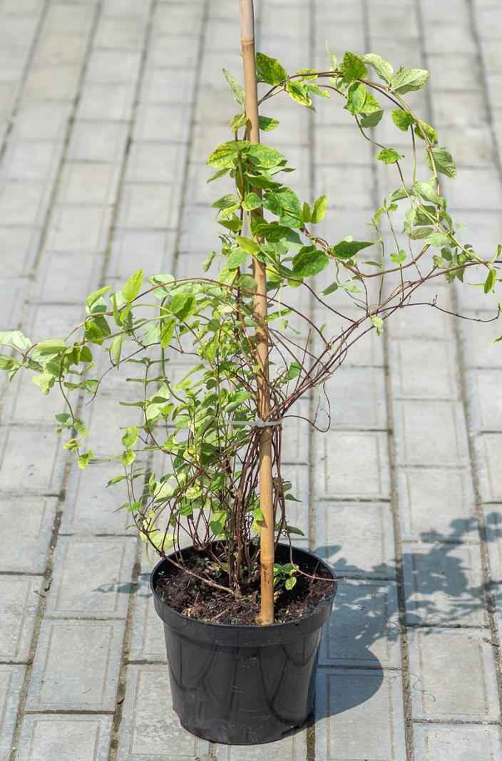 саженцы Жимолость японская Aureoreticulata