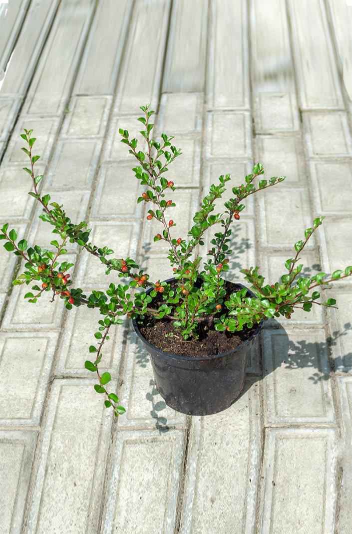 саженцы Кизильник нан-шаньский Boer