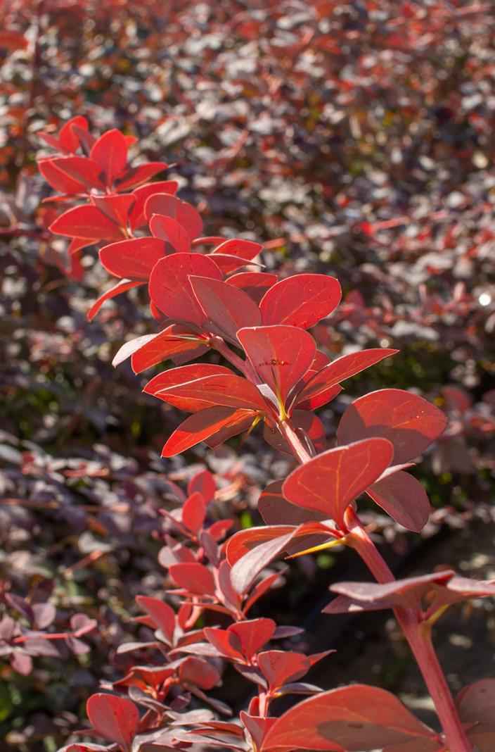 саженцы Барбарис Оттавский Superba