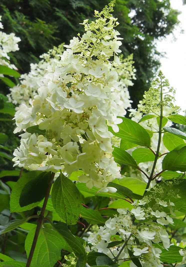 саженцы Гортензия метельчатая Pinky Winky