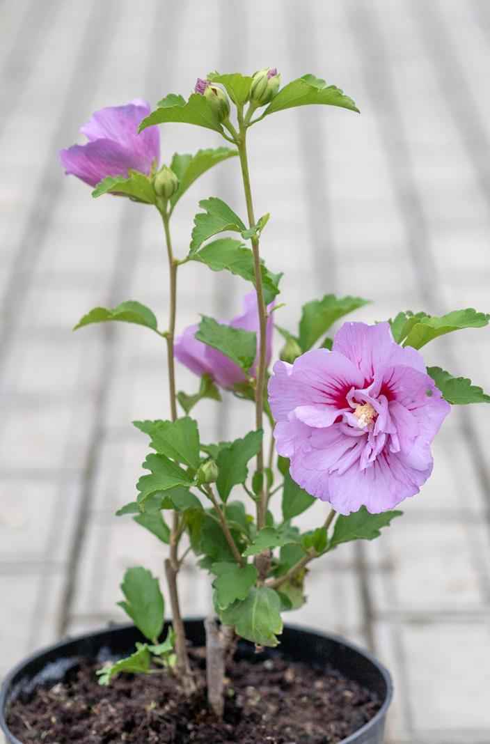 саженцы Гибискус сирийский Lavender Chiffon