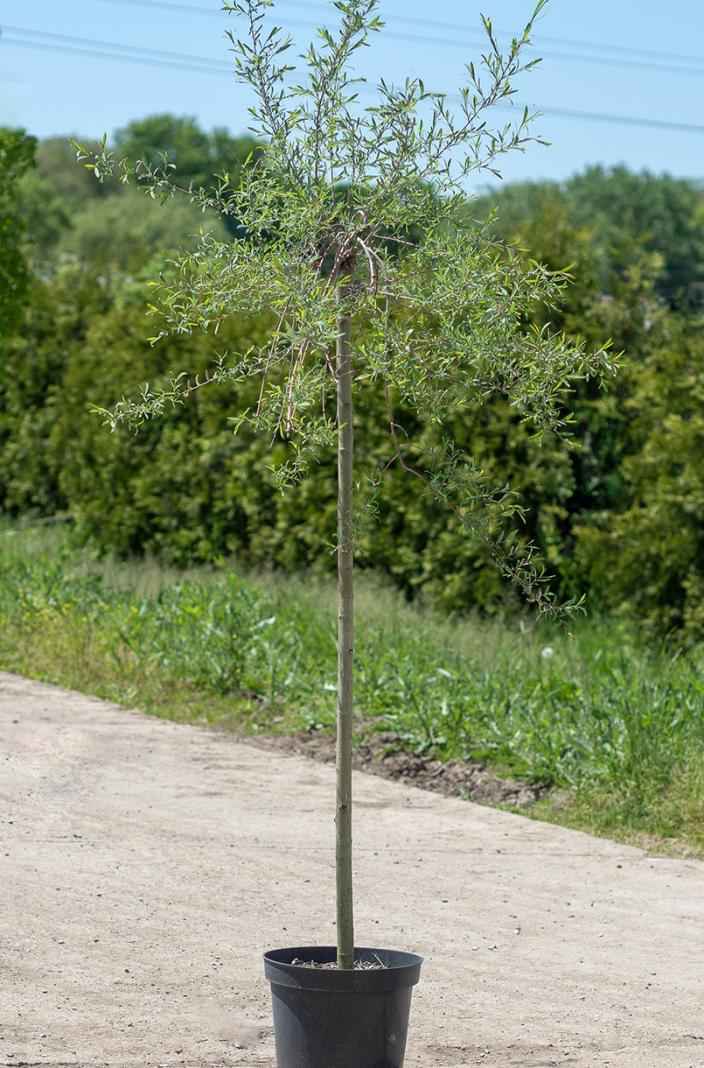 саженцы Ива пурпурная Pendula