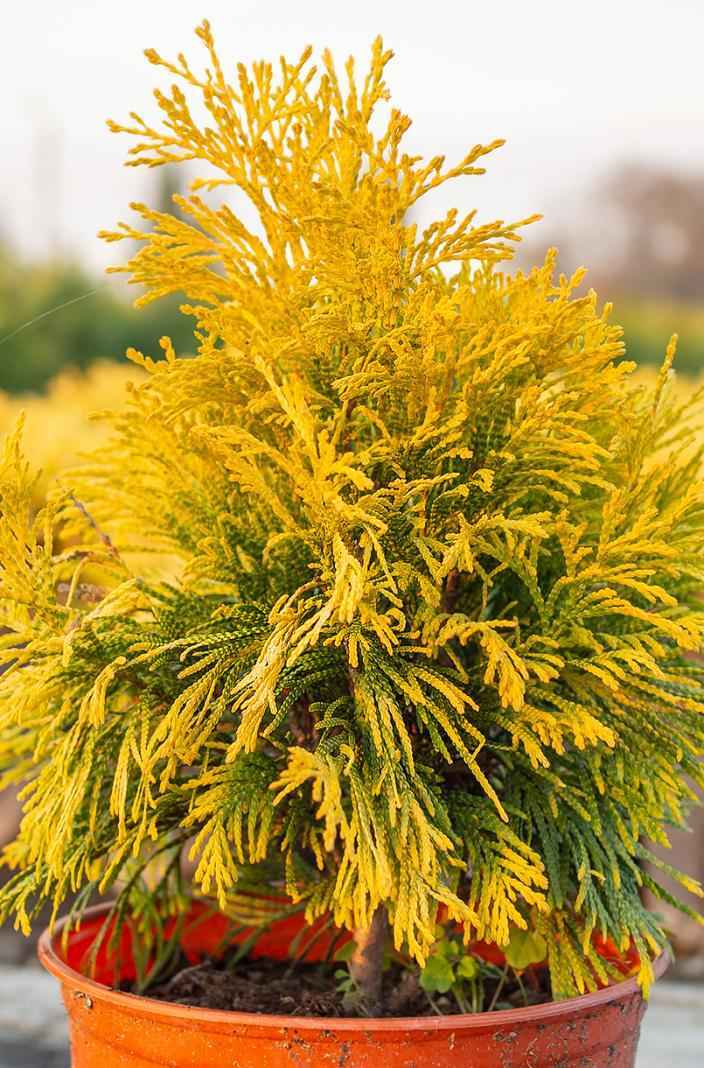 Купить туя складчатая goldy деревья и растения