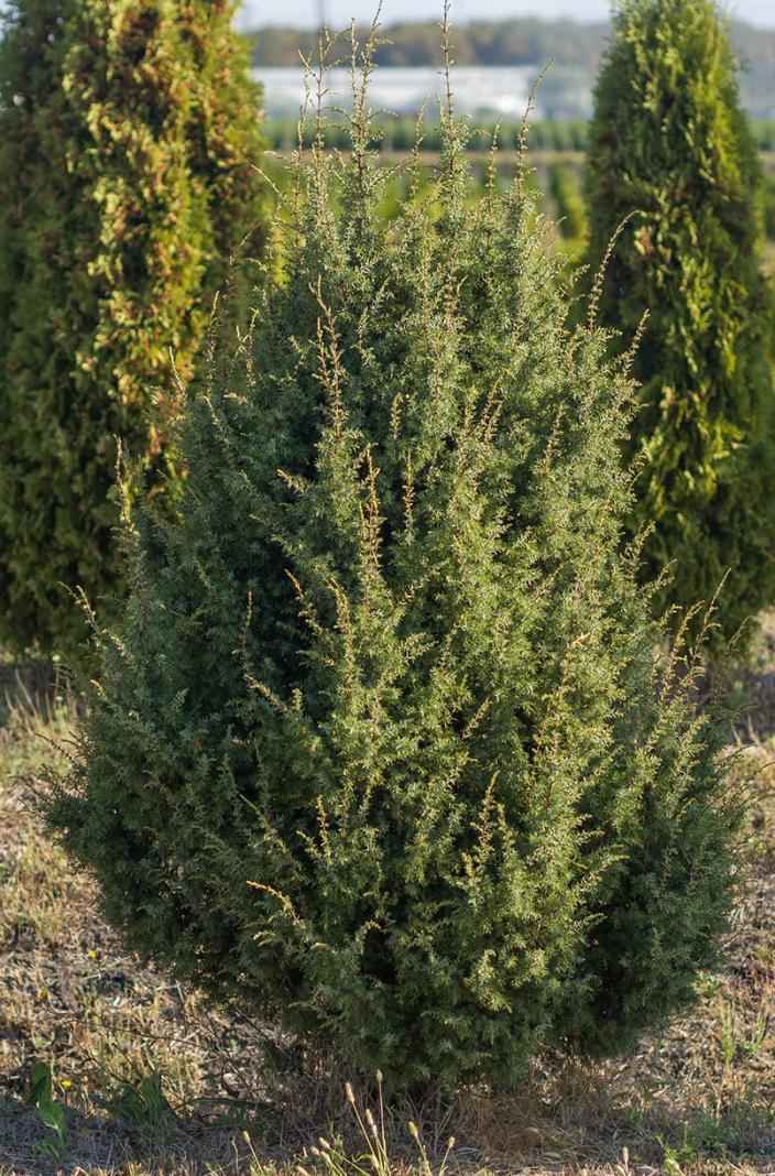 Купить можжевельник обыкновенный suecica деревья и растения