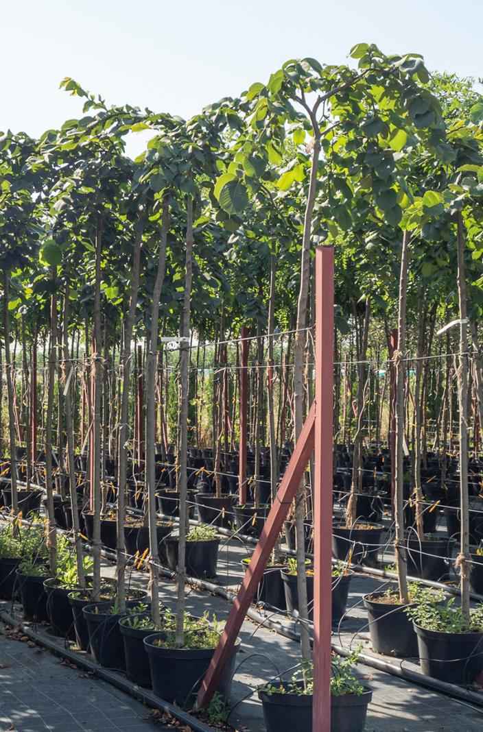 Саженцы вяз camperdownii