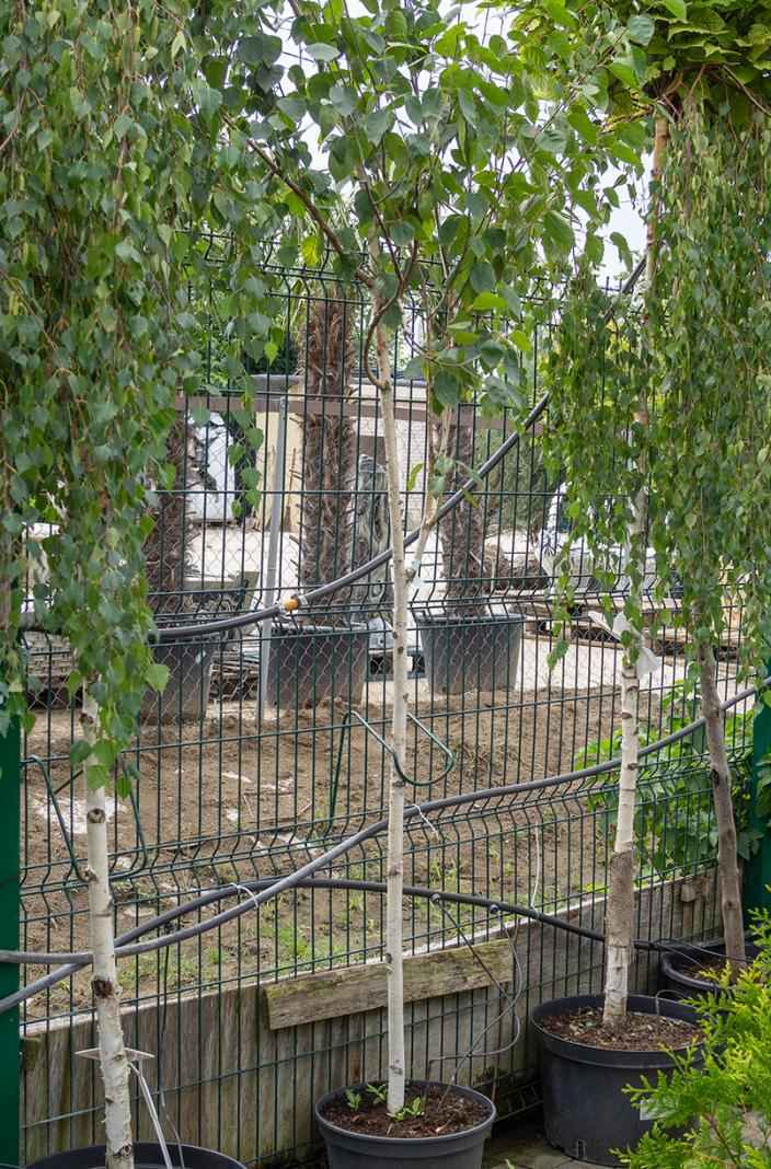 Саженцы береза бородавчатая