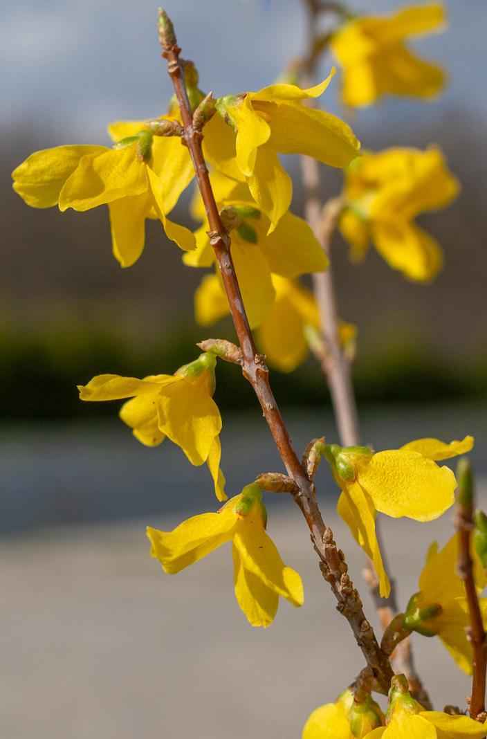 саженцы Форзиция средняя Minigold