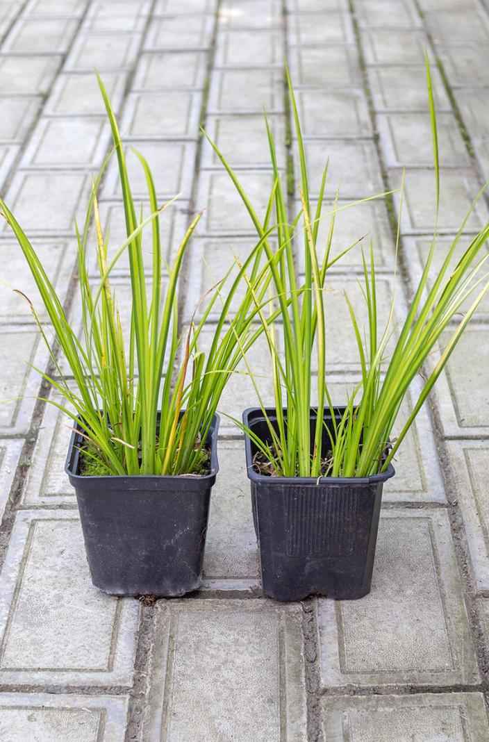 саженцы Аир болотный (обыкновенный, тростниковый)