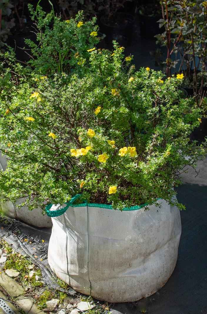 саженцы Лапчатка кустарниковая Hopleys Orange