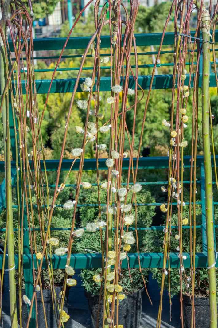 саженцы Ива козья Kilmarnock