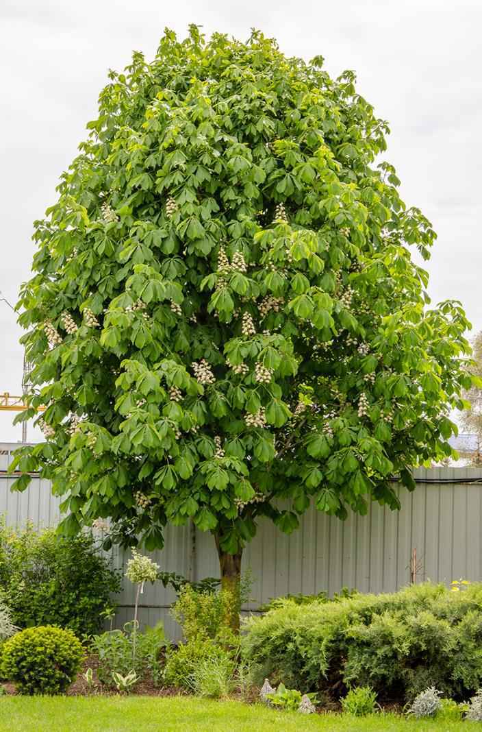 саженцы Каштан конский