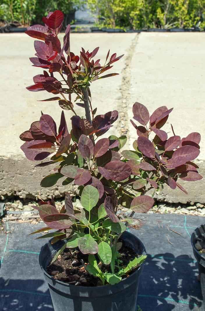 саженцы Скумпия кожевенная Follis Purpureis