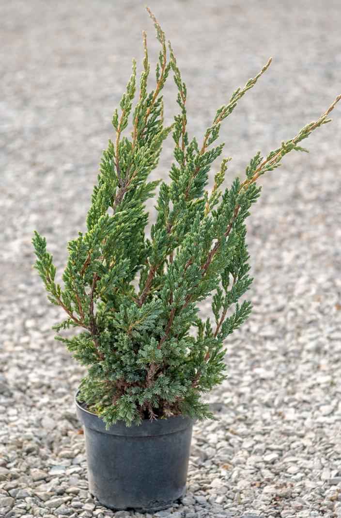 Купить можжевельник чешуйчатый blue compact деревья и растения