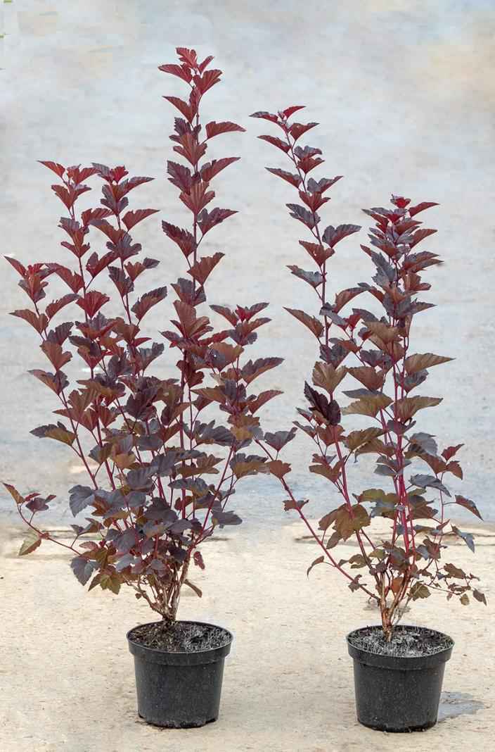 саженцы Пузыреплодник калинолистный Diable D'Or