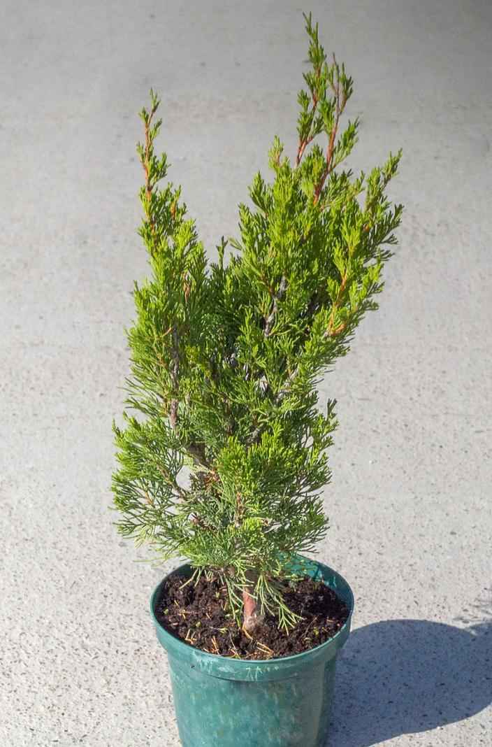 Купить можжевельник китайский spartan деревья и растения