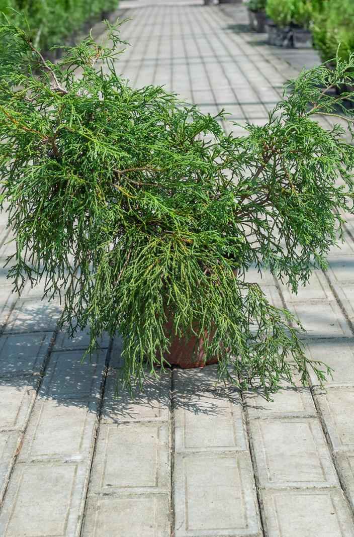 Купить кипарисовик горохоплодный filifera деревья и растения