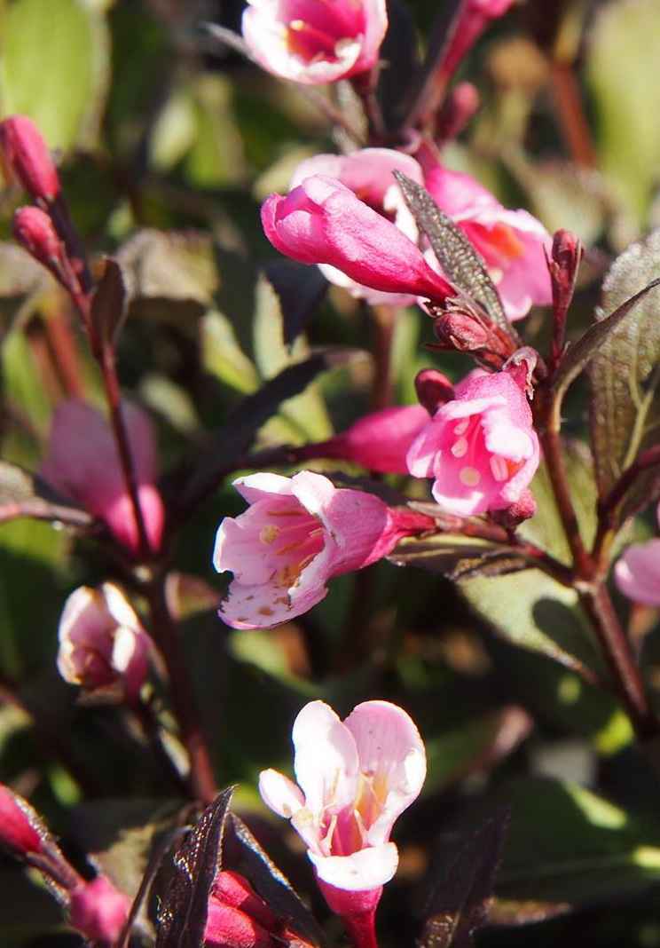 саженцы Вейгела цветущая Nana Purpurea