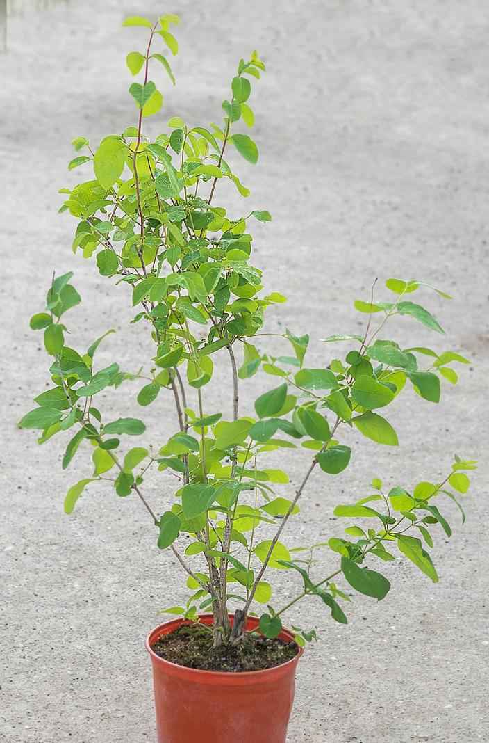 саженцы Жимолость обыкновенная  (лесная, настоящая)