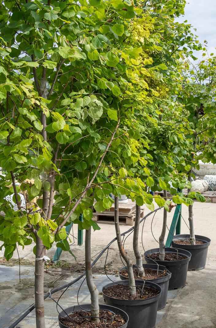 Саженцы липа крупнолистная rubra