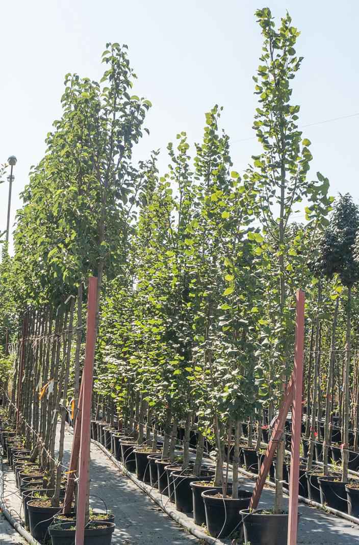 Саженцы липа крупнолистная fastigiata