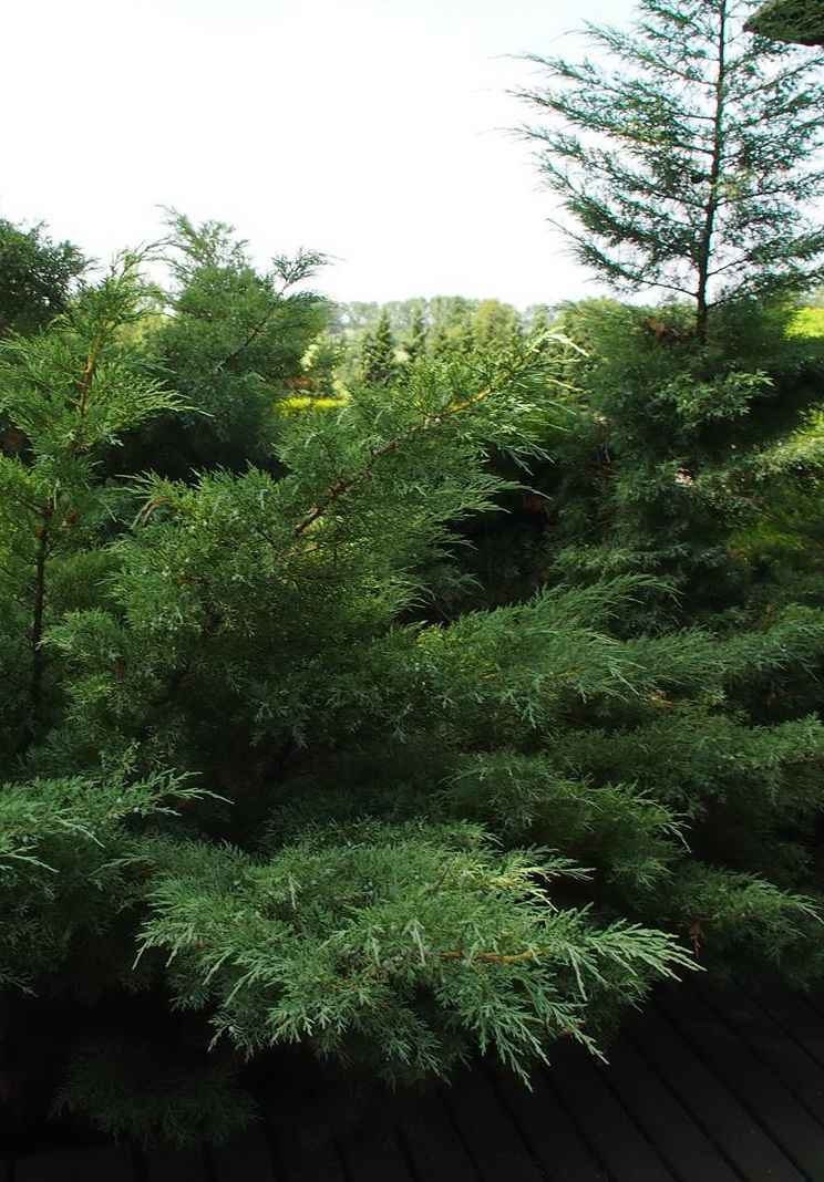 Купить можжевельник виргинский hetz деревья и растения