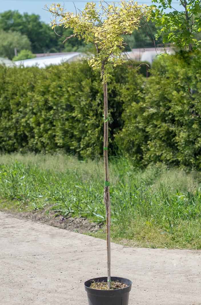 саженцы Ива козья Curly Locks