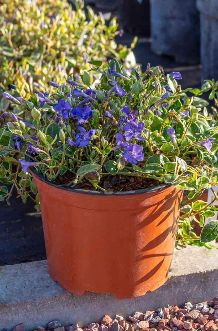 саженцы Барвинок малый Ralph Shugert