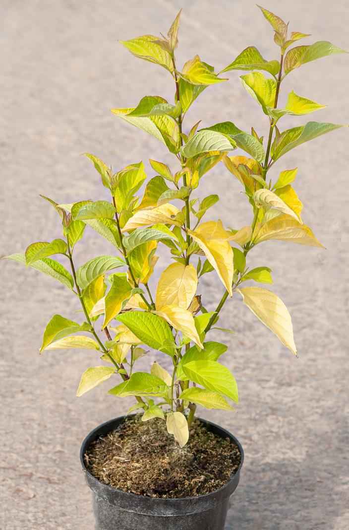 саженцы Дерен белый Aurea