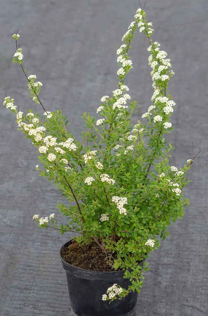 саженцы Спирея ниппонская Snowmound