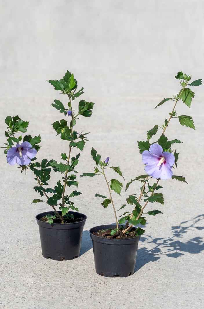 саженцы Гибискус сирийский Marina