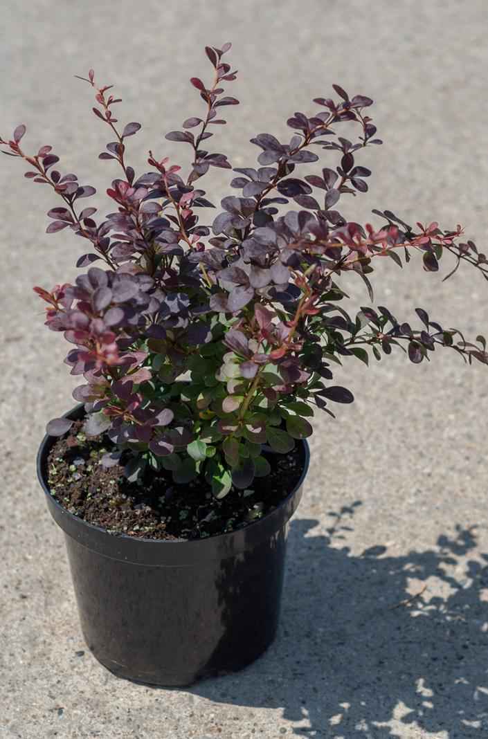 саженцы Барбарис Тунберга Dart`s Purple