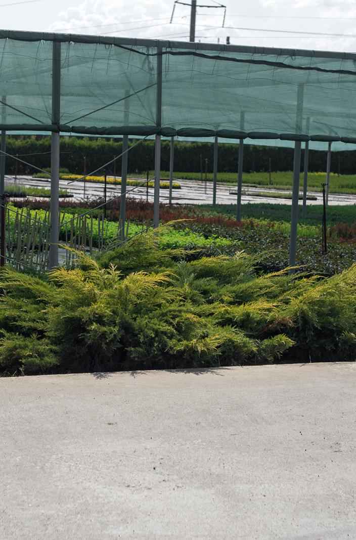 Купить можжевельник средний gold kissen деревья и растения