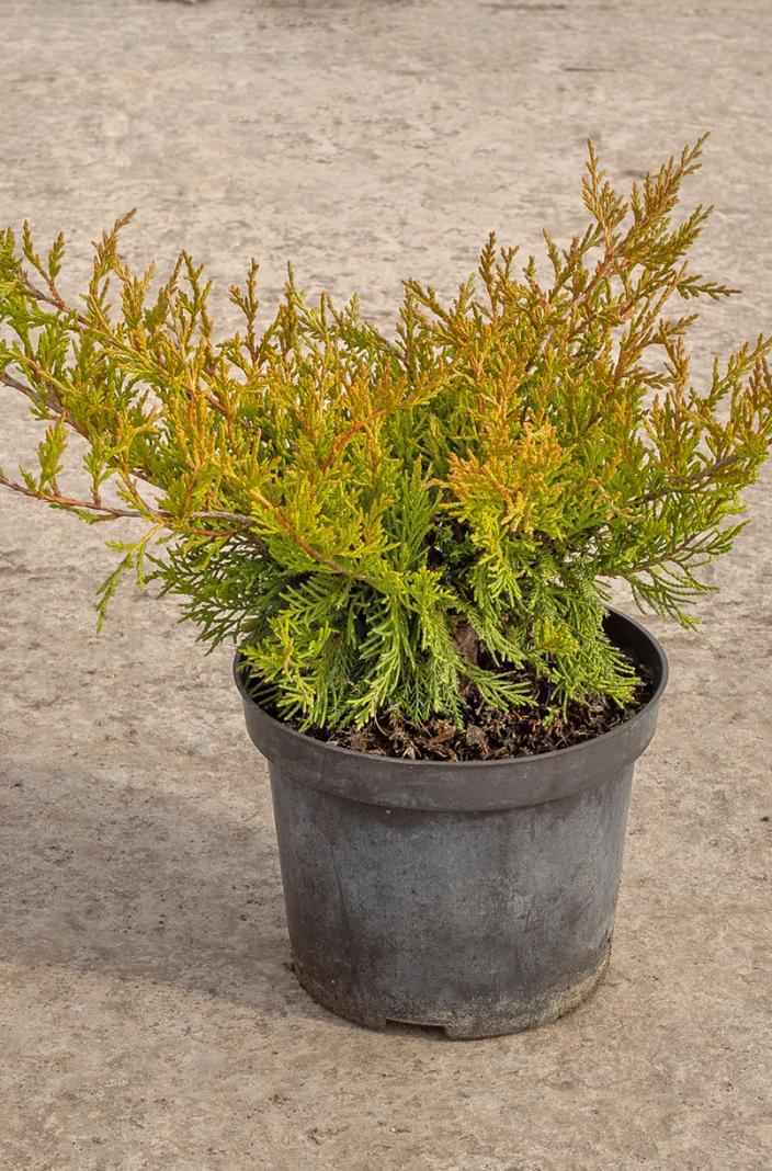 Купить можжевельник средний mordigan gold деревья и растения