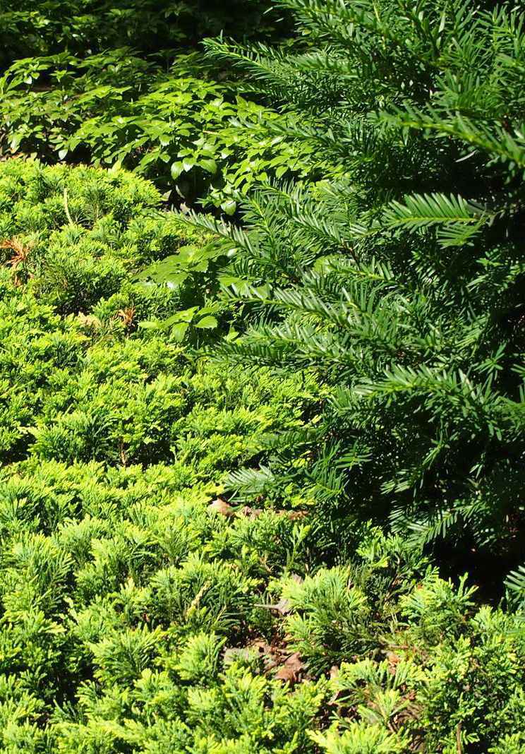 Купить можжевельник горизонтальный golden carpet деревья и растения