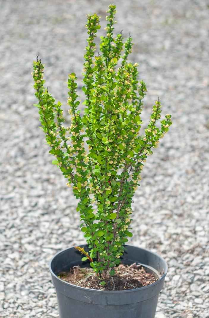 саженцы Барбарис Тунберга Erecta